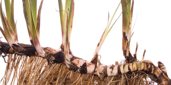 Burdock root - a folk remedy for diabetes