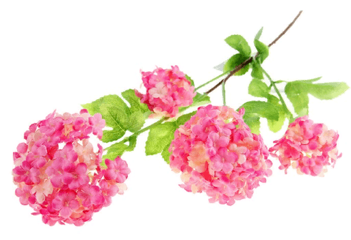 lagerstroemia as part of Insumed
